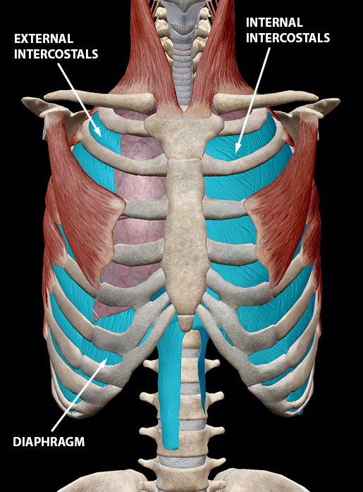 respiratory-relationships-inhalation-muscles